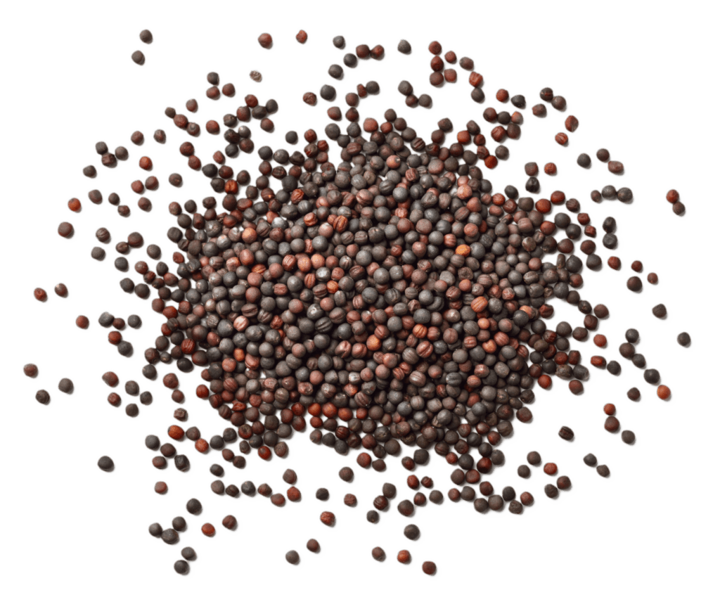 rapeseed-rypsinsiemen-close-up