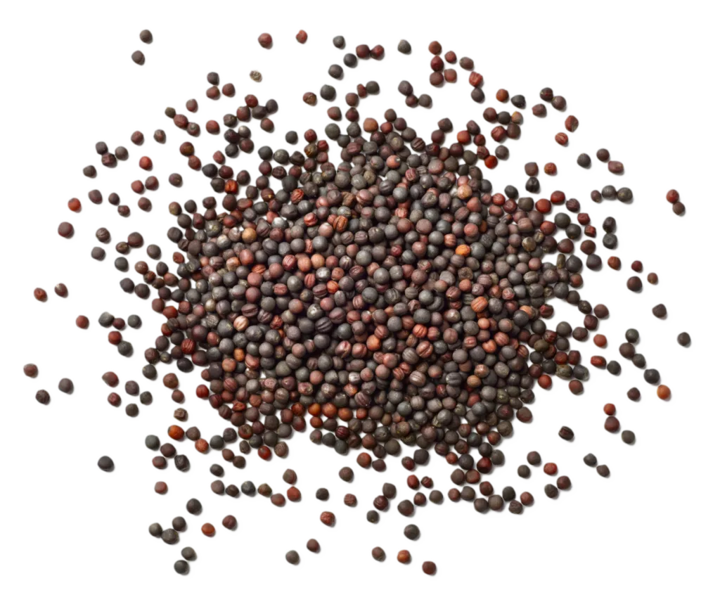 rapeseed-rypsinsiemen-close-up rapeseed-rypsinsiemen-close-up