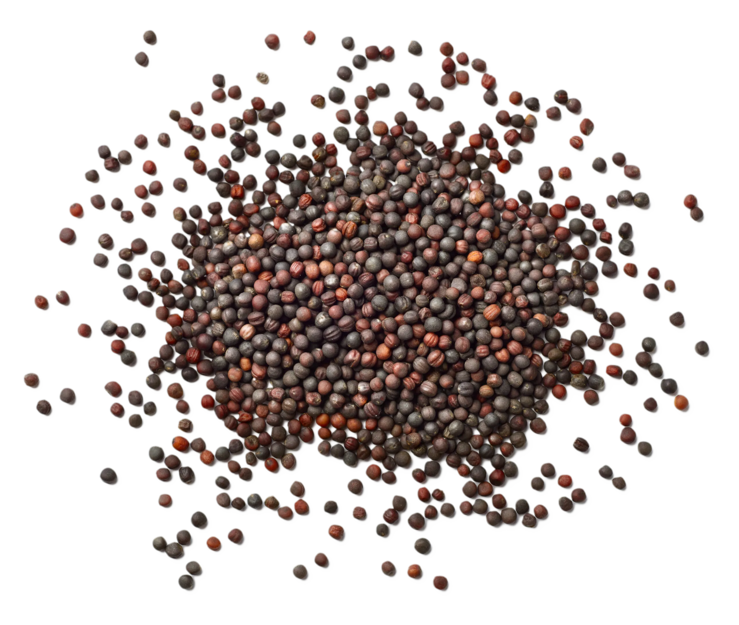 rapeseed-rypsinsiemen-close-up
