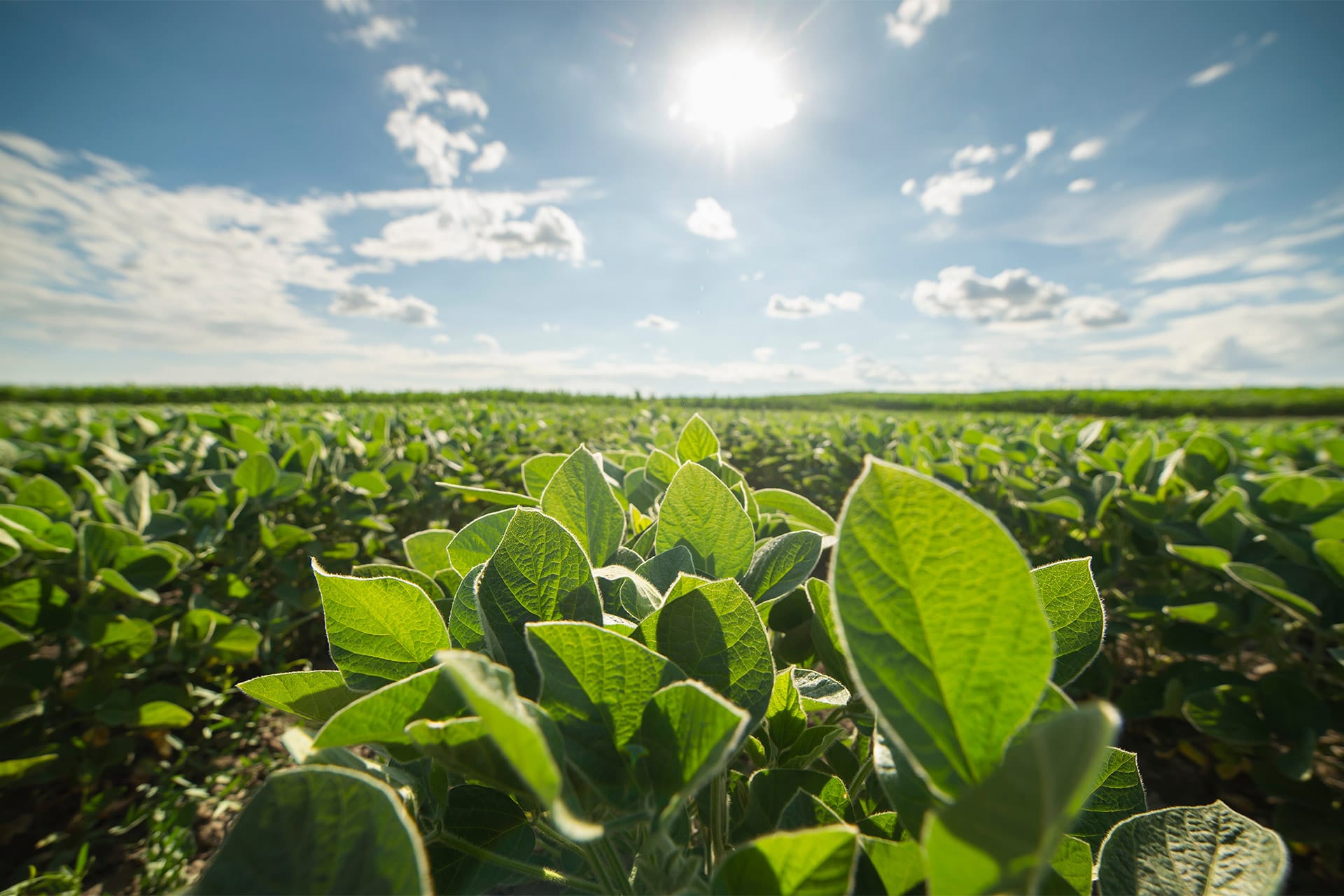 USDA Upgrades South American Grain Yields