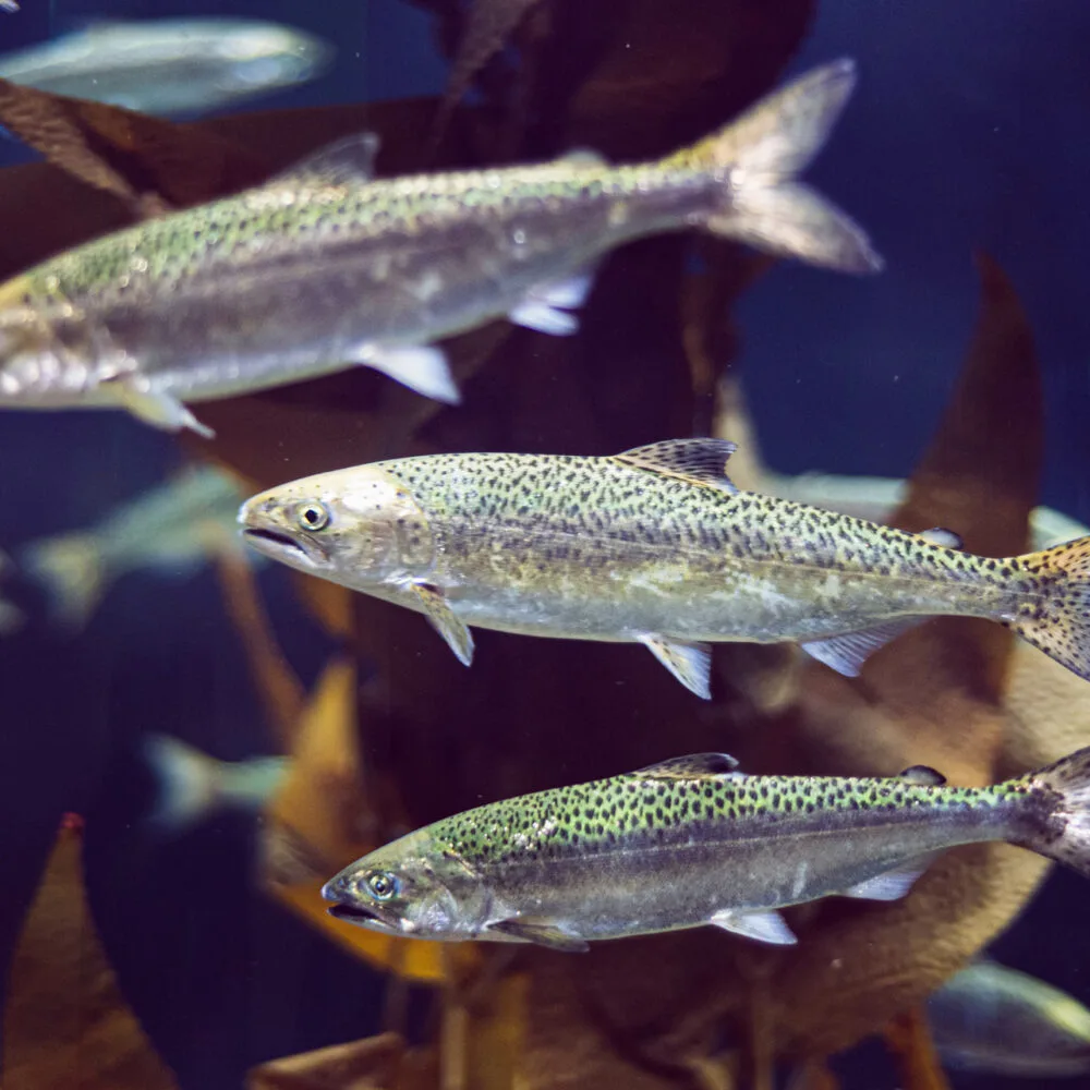 spc-fish