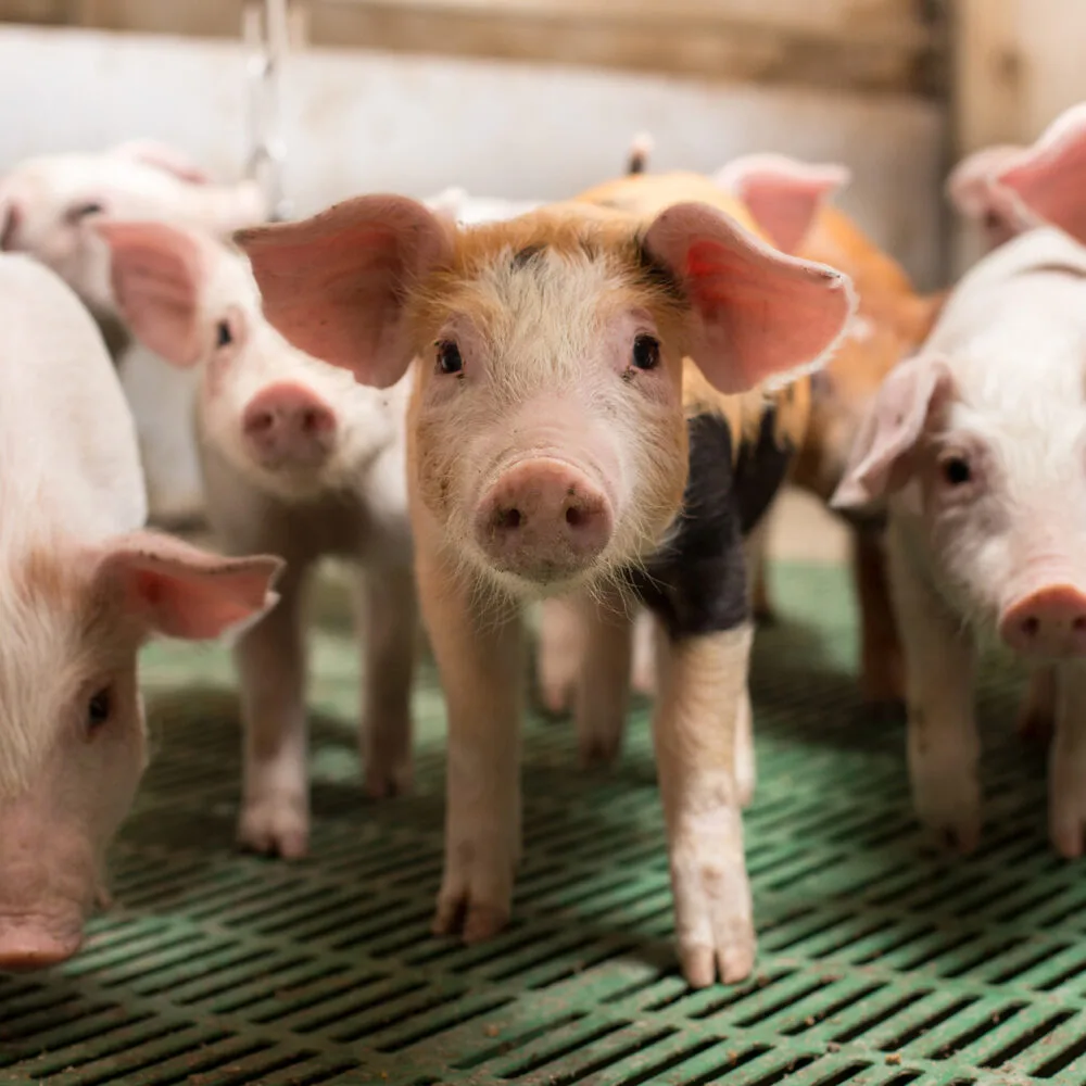 spc-piglets