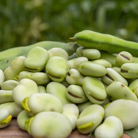 fababeans